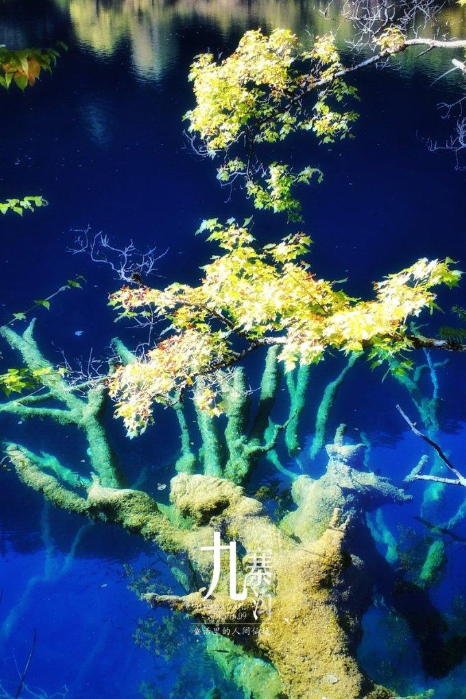 爱丽丝和闺蜜